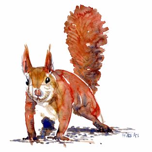 Akvarel studie af et egern